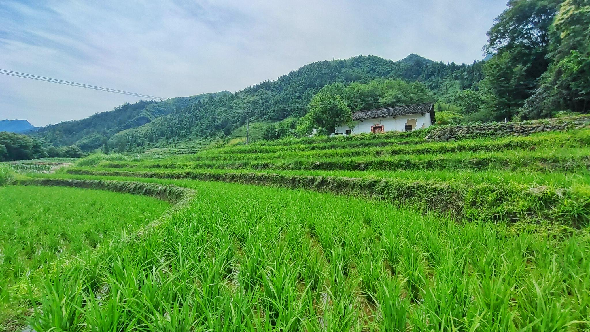 陕西平利洛河五百亩梯田水稻拔节郁郁葱葱