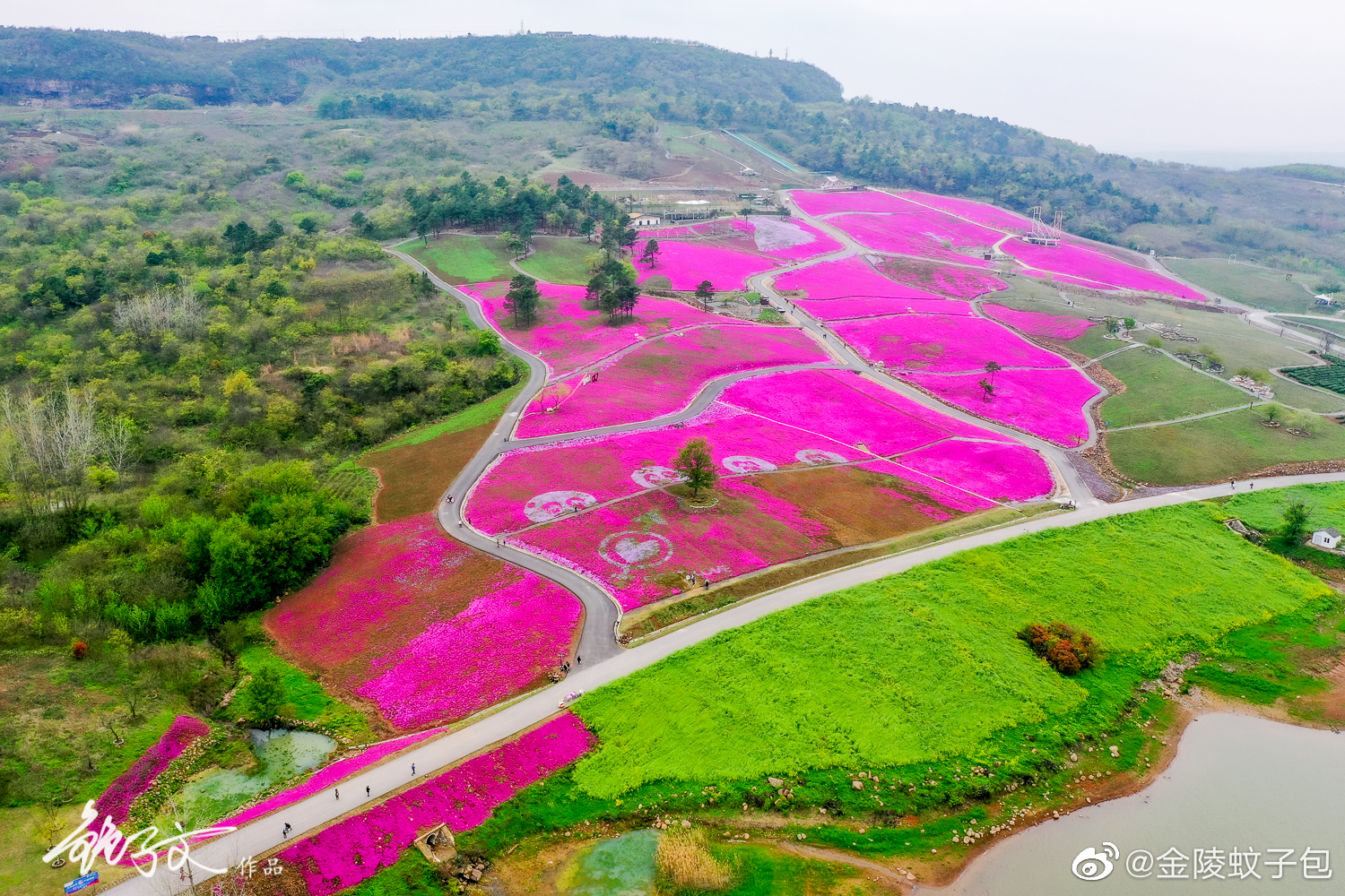 包邮区最大的一片粉红花海,句容天王芝樱小镇_高清图集_新浪网