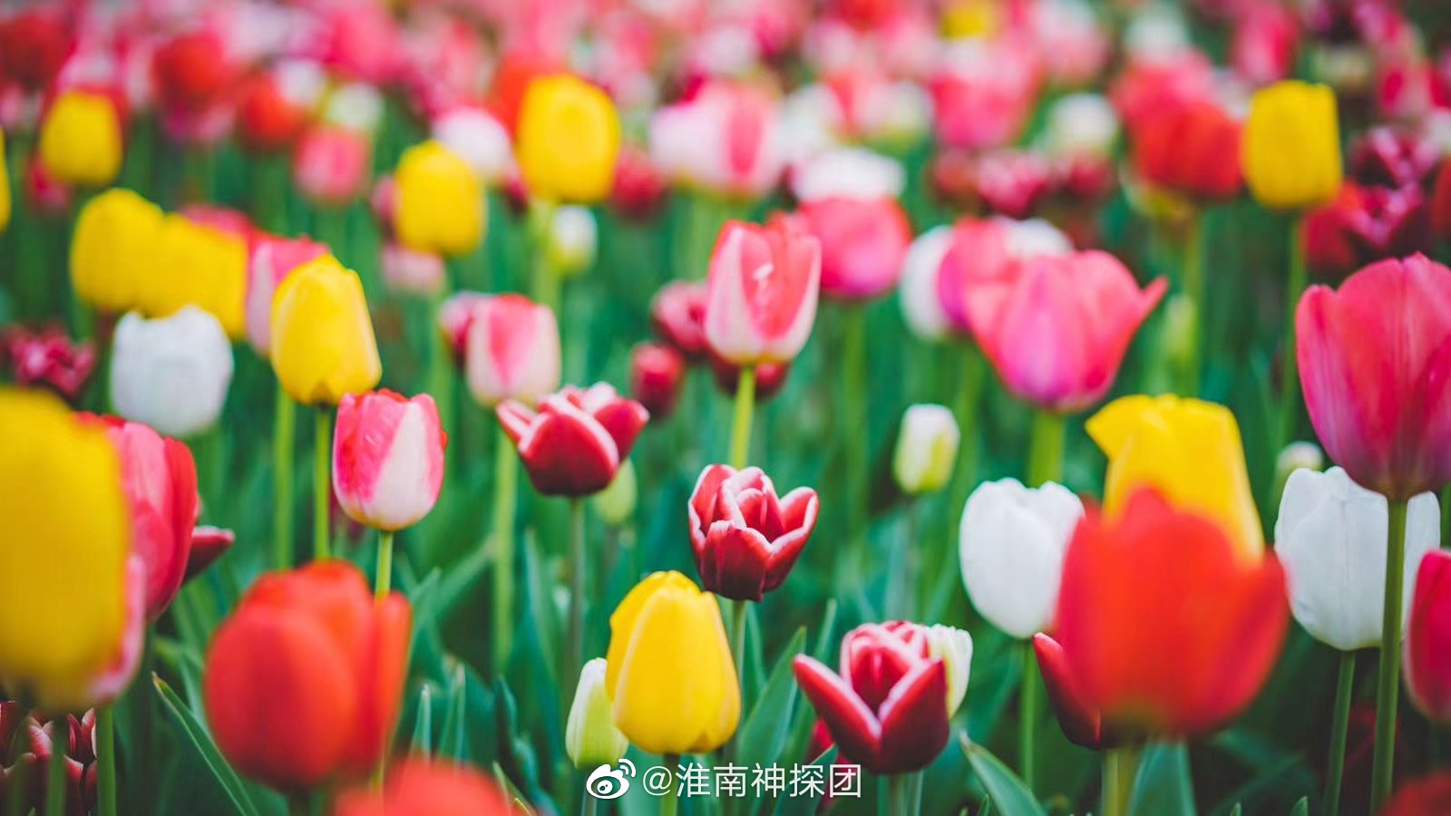 淮南八公山风景区里的郁金香花海,你们觉得可还行_高清图集_新浪网
