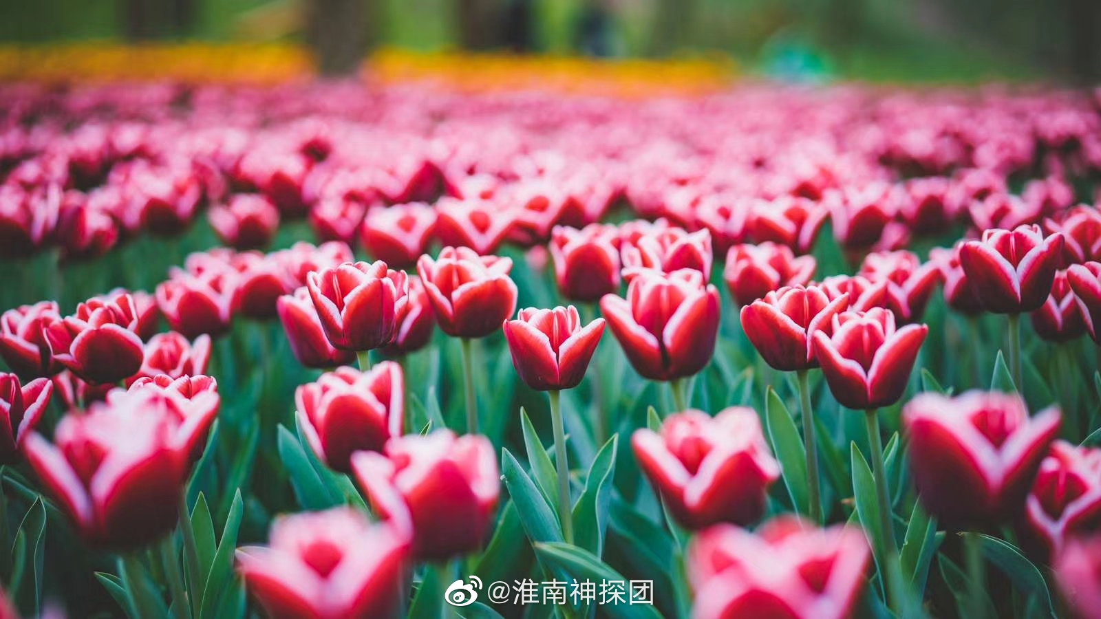 淮南八公山风景区里的郁金香花海,你们觉得可还行