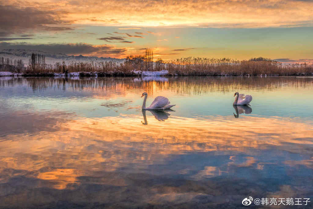 新疆伊犁天鹅泉湿地公园 推荐