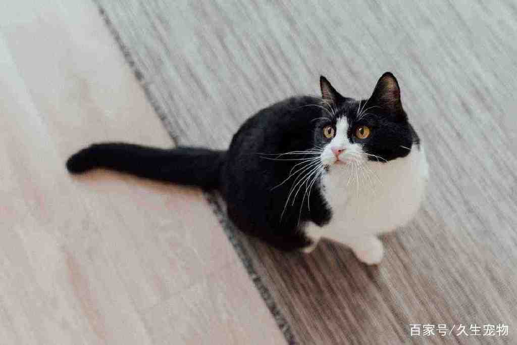 猫咪最喜欢的颜色可能是什么？会有最讨厌的颜色吗？休闲区蓝鸢梦想 - Www.slyday.coM