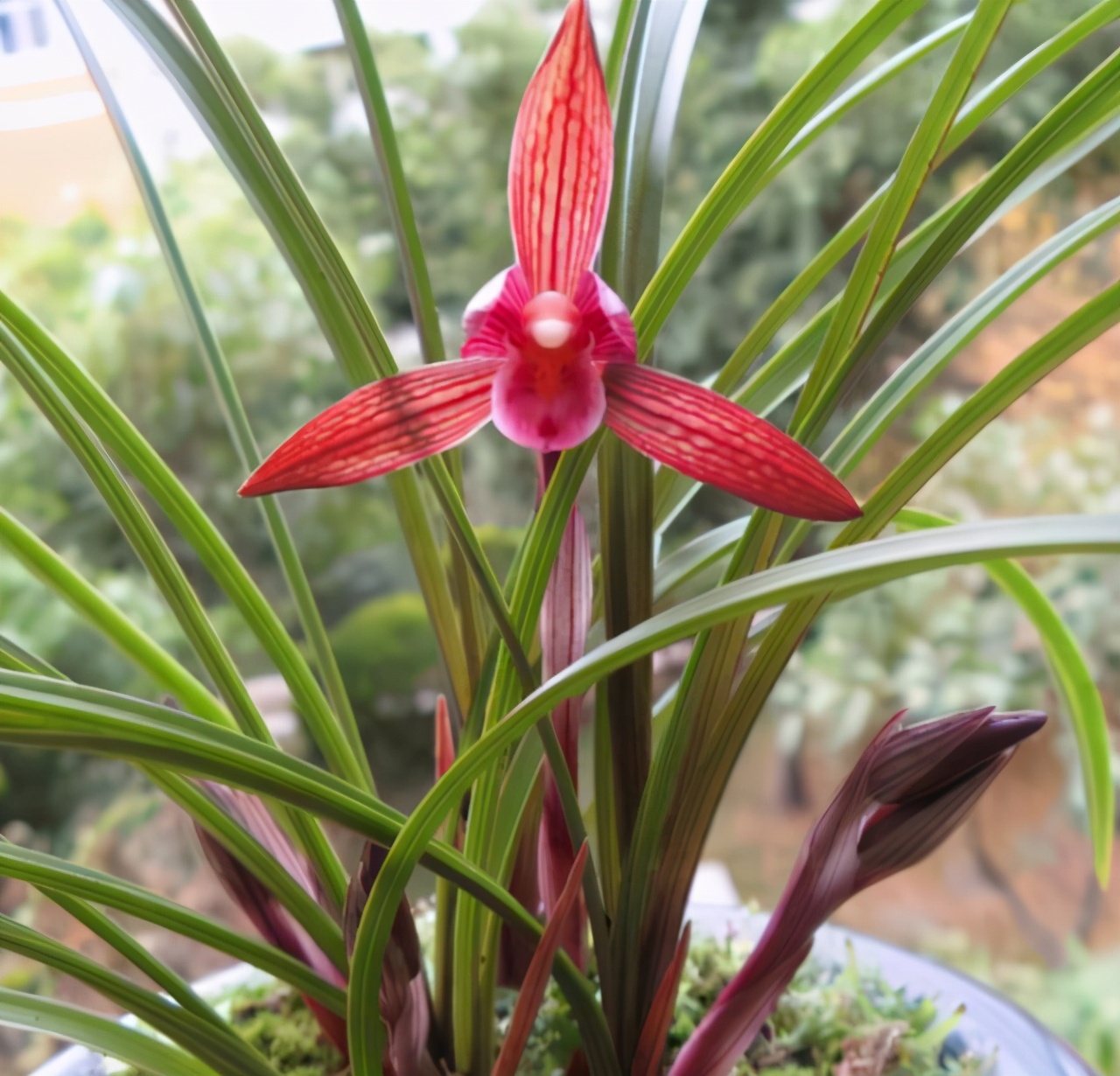 春兰中的高端品种顶级红素叶姿飘逸兰香怡人