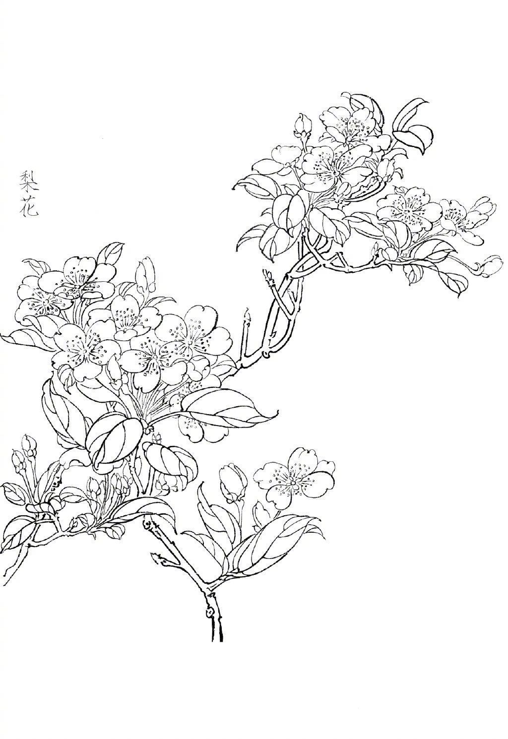 工笔线描-花卉