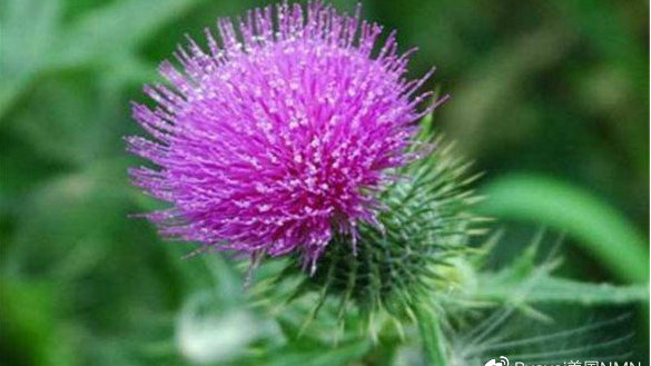 奶蓟草护肝片青年