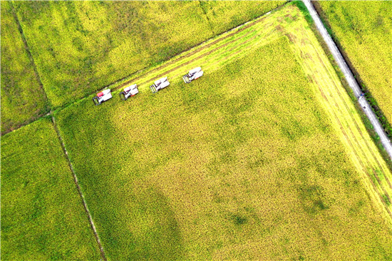大片的农田 供图 仁寿县委宣传部