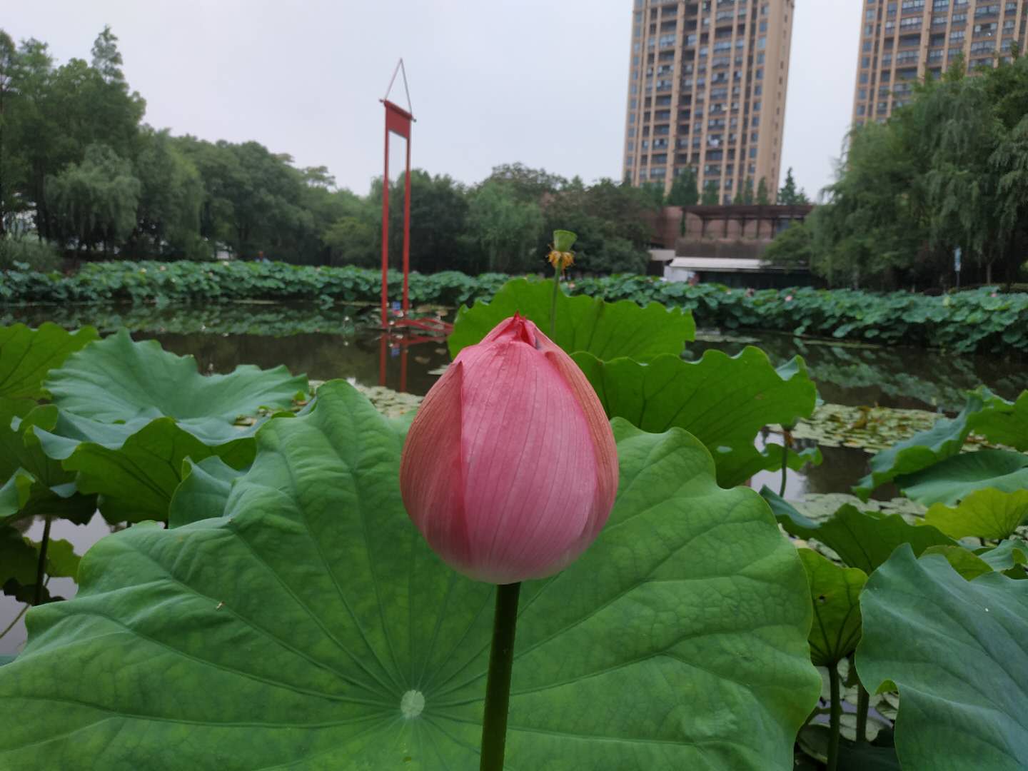 因為公園的盡頭其實就是嘉定喜來登酒店旁邊的那座彩虹橋,彩虹橋晚上