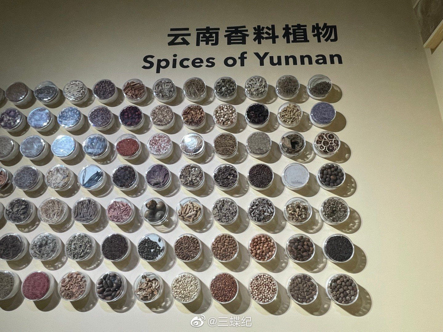 多谢元宝山老牛老师带我们参观昆植的种子博物馆