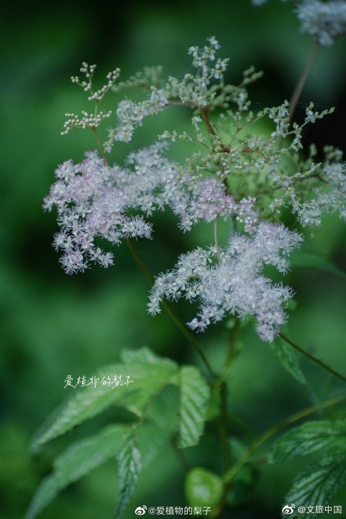 今日份绿——巴东木莲 (图源:@爱植物的梨子 )