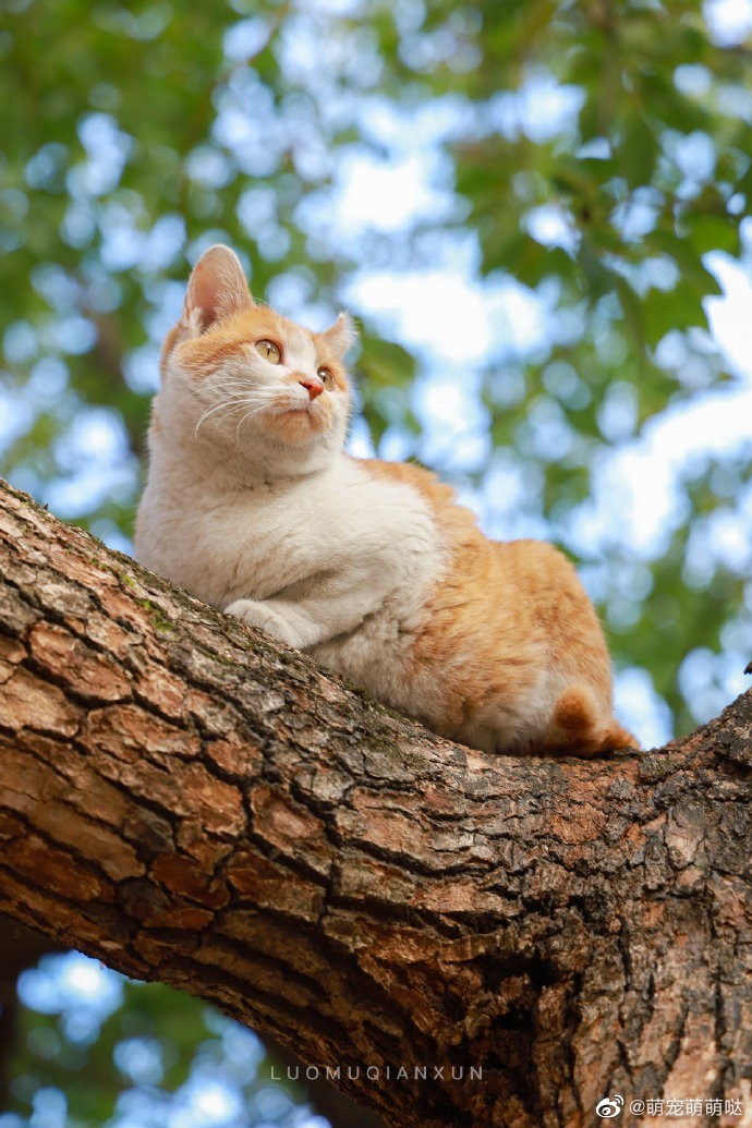树上的橘猫!摄影