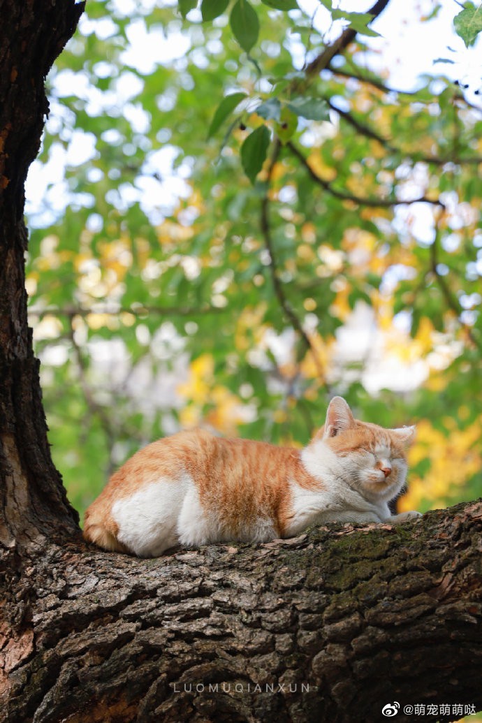 树上的橘猫!摄影