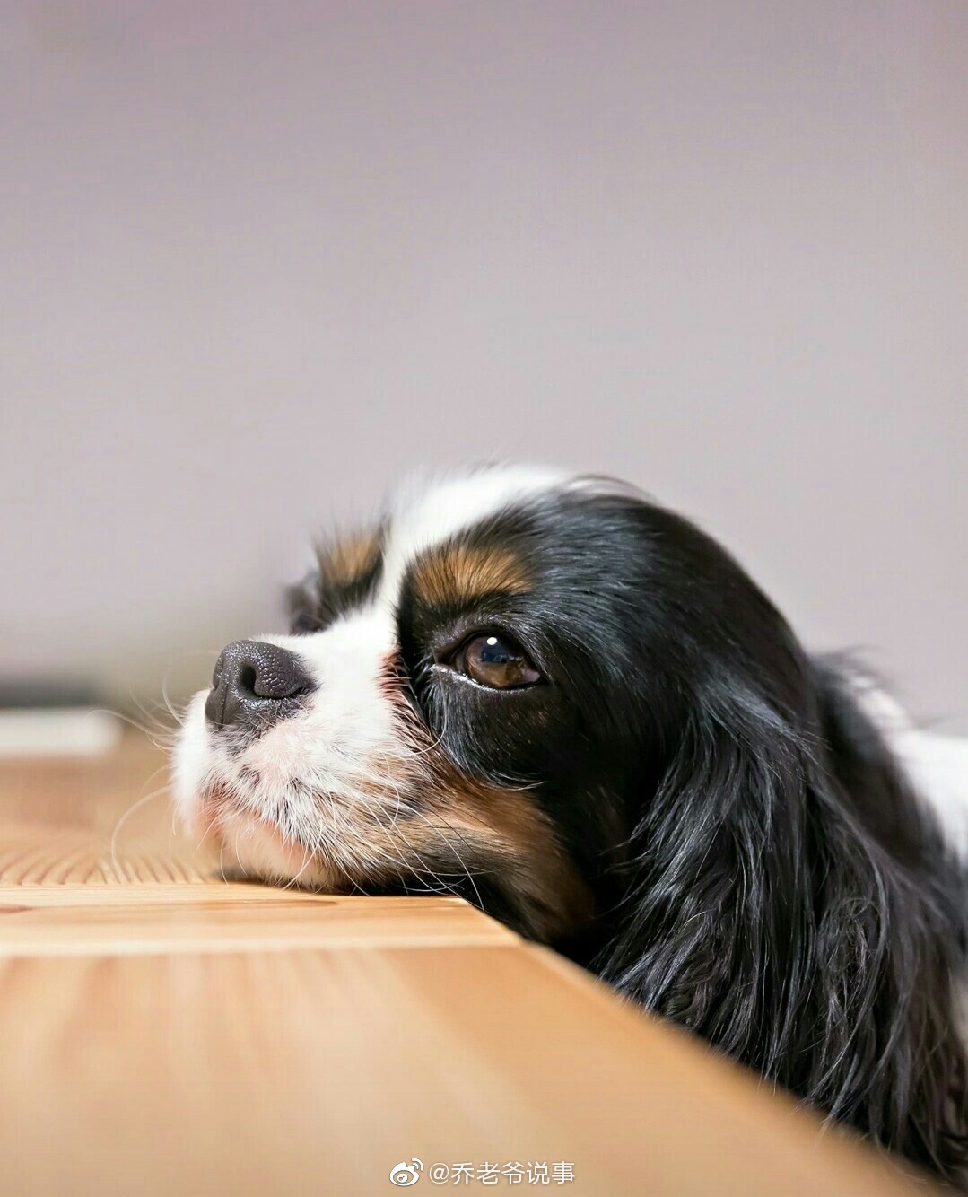 这世界上恐怕狗狗是唯一爱你甚过爱它自己的生物;慵懒的猫喜欢主人抚