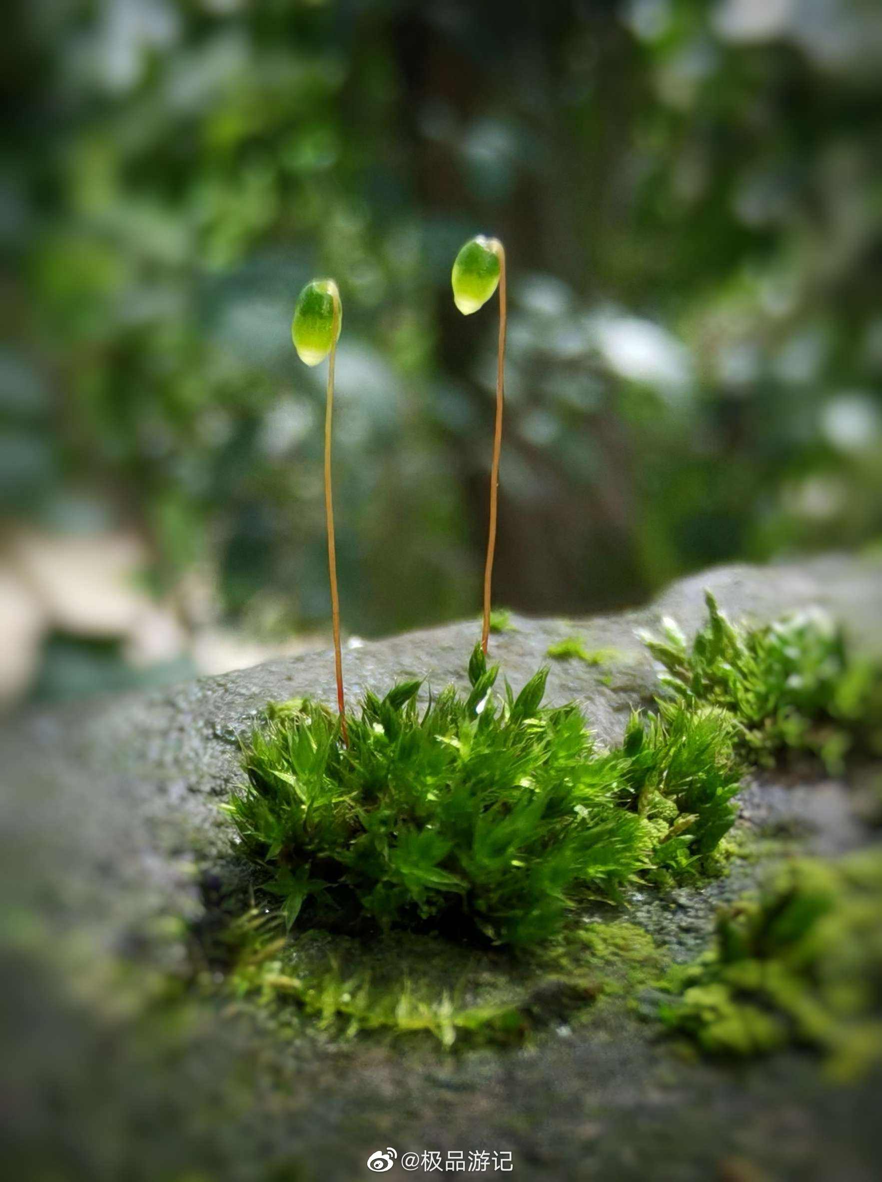 苔花如米小,也学牡丹开