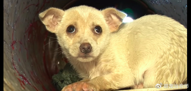 小狗掉进了排水沟，素不相识的狗妈想救它，却因都怕人而错过救援休闲区蓝鸢梦想 - Www.slyday.coM