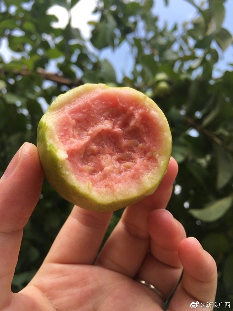 此前,有网友爆料称水果摊上看到一些,有的地方也叫做花捻,鸡屎果,番桃