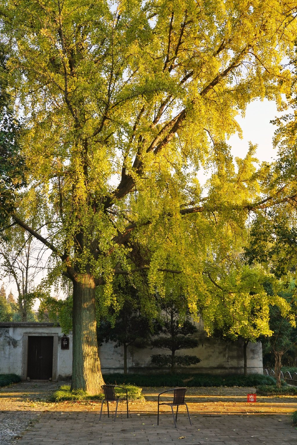 苏州常熟虞山山湾里的银杏季