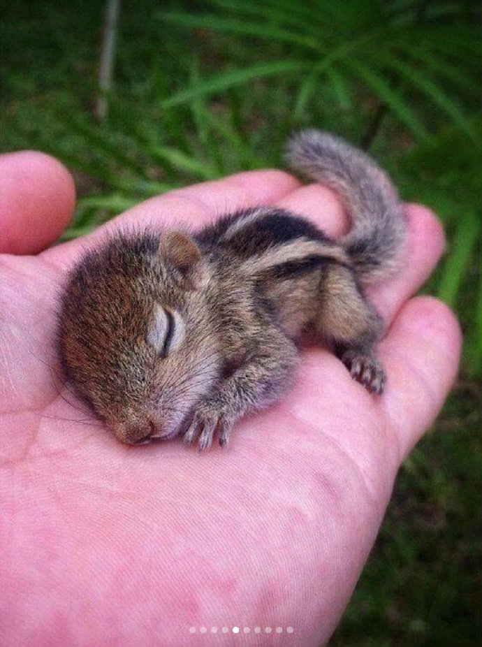 动物小时候奶到爆炸