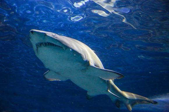 虎年新春,这个科普展不容错过|虎鲨|上海|沙虎_新浪新闻