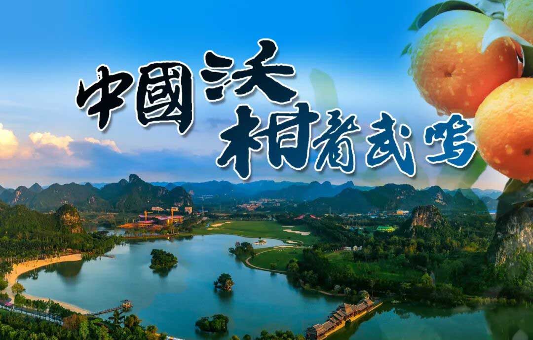 广西武鸣万亩沃柑迎来开园采摘,百万吨柑果陆续上市__财经头条