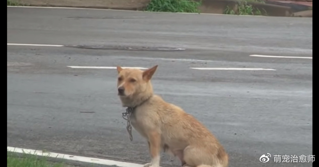 小狗掉进了排水沟，素不相识的狗妈想救它，却因都怕人而错过救援休闲区蓝鸢梦想 - Www.slyday.coM