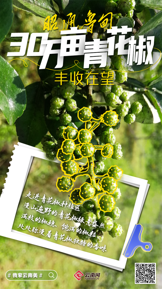 「海报」看呐!是丰收的云南休闲区蓝鸢梦想 - Www.slyday.coM 「海报」看呐!是丰收的云南休闲区蓝鸢梦想 - Www.slyday.coM