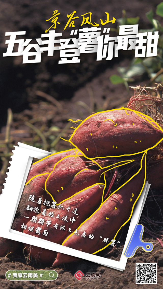 「海报」看呐!是丰收的云南休闲区蓝鸢梦想 - Www.slyday.coM 「海报」看呐!是丰收的云南休闲区蓝鸢梦想 - Www.slyday.coM