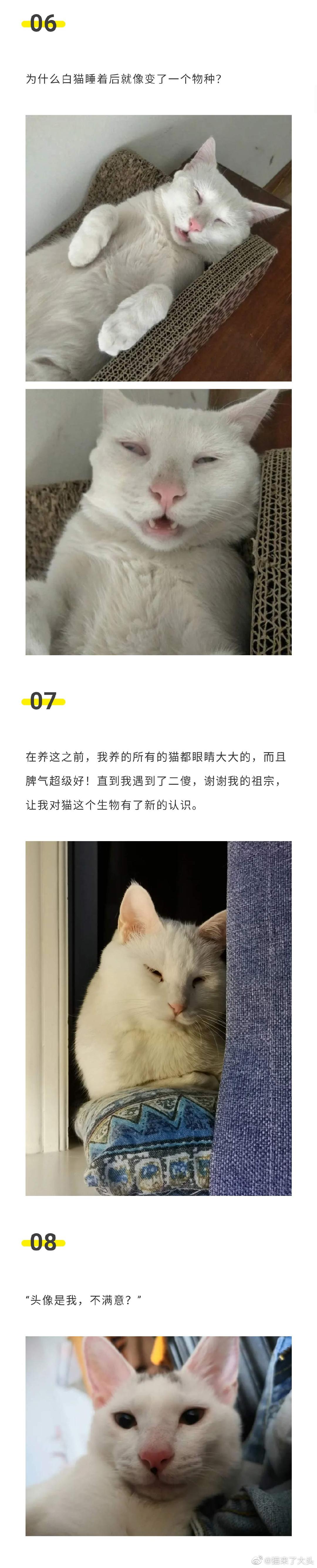 没有一只白猫 可以逃脱 李荣浩化 高清图集 新浪网 没有一只白猫 可以逃脱 李荣浩化 高清图集 新浪网