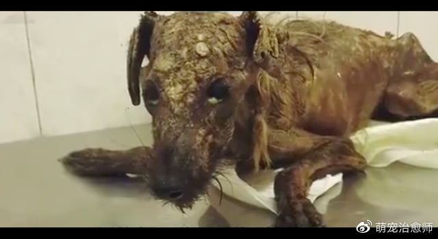 在垃圾堆垂死挣扎数月的狗,没人相信它能活下来,看到最后我哭了休闲区蓝鸢梦想 - Www.slyday.coM 在垃圾堆垂死挣扎数月的狗,没人相信它能活下来,看到最后我哭了休闲区蓝鸢梦想 - Www.slyday.coM