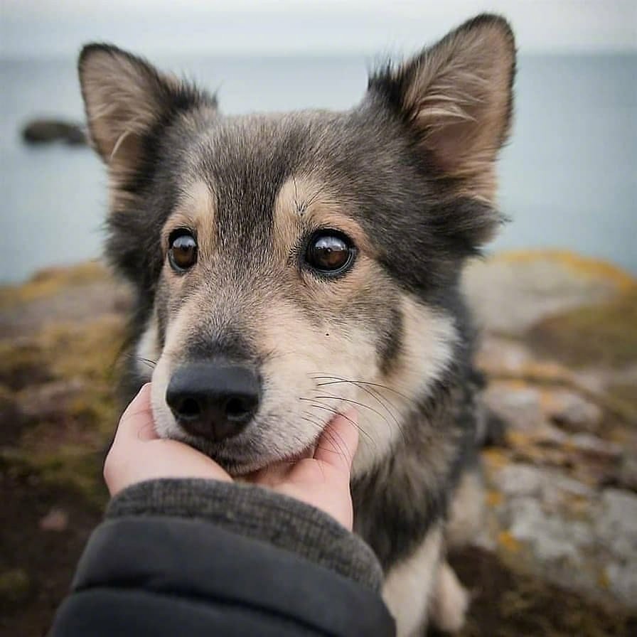 国外网友家的混血狗狗ben长得眉清目秀……_高清图集_新浪网