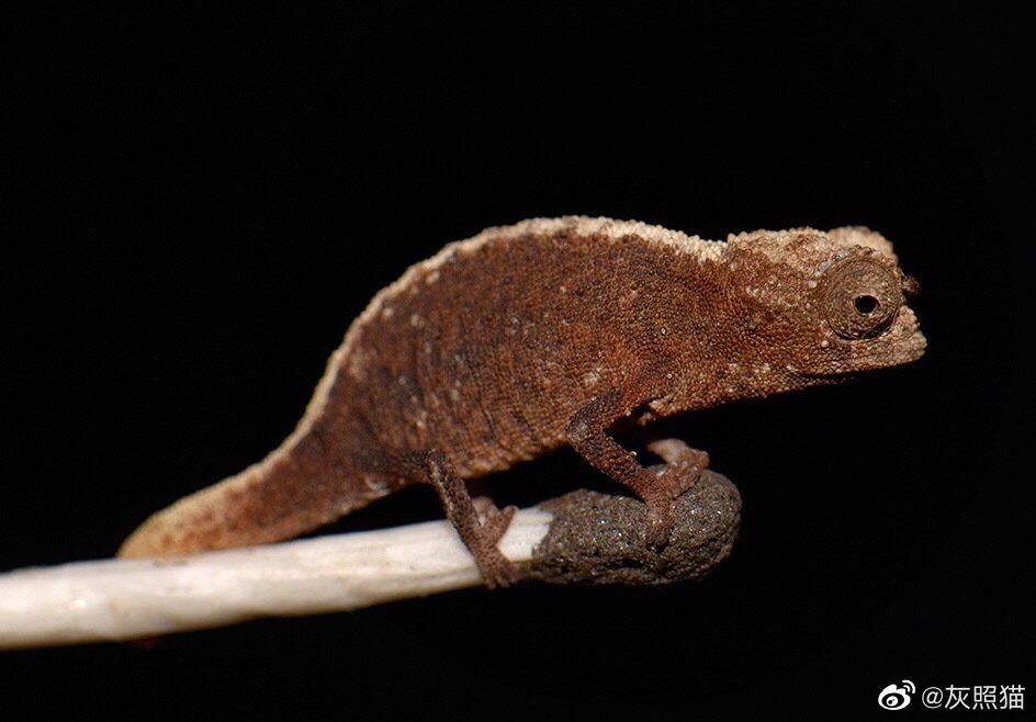 枯叶变色龙brookesia minima