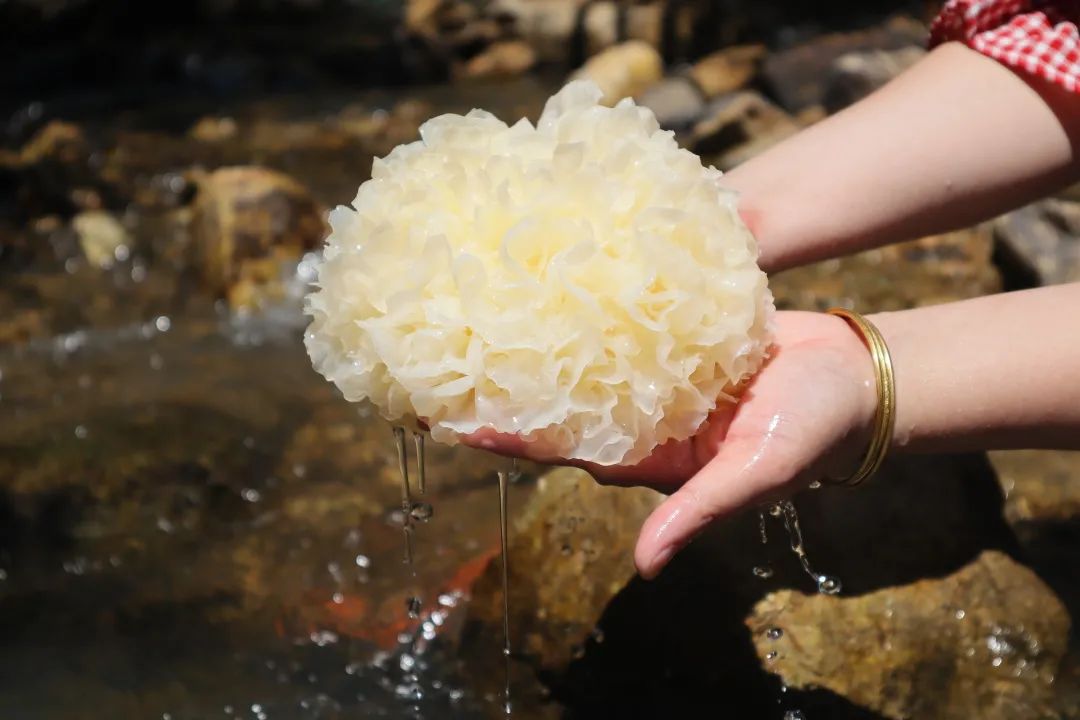 每日现摘,非干银耳泡发.新鲜食材熬制,出胶更快,胶质更浓.