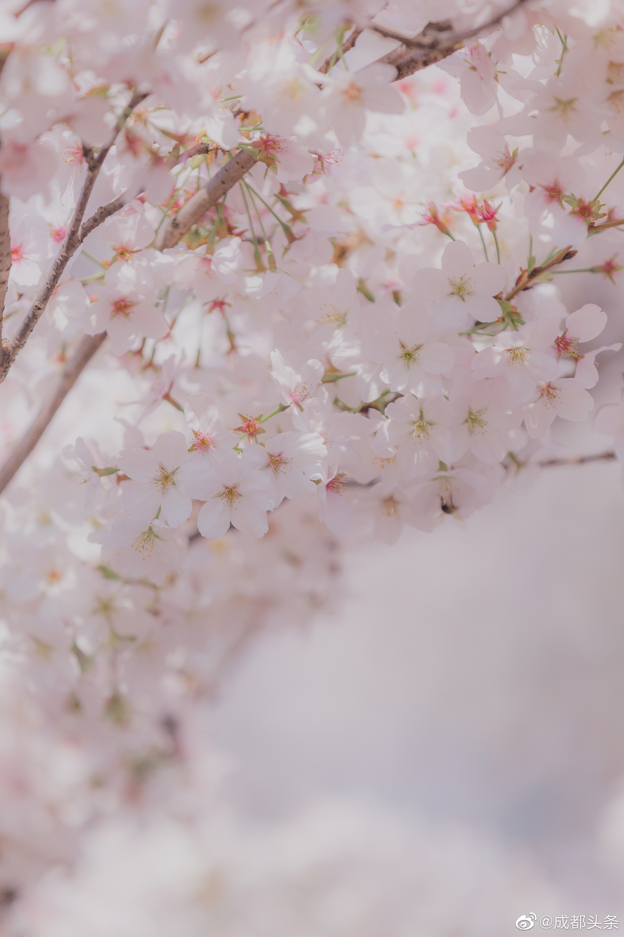 成都的樱花也开了,晴空下,蓝白粉的温柔,像春天的雪