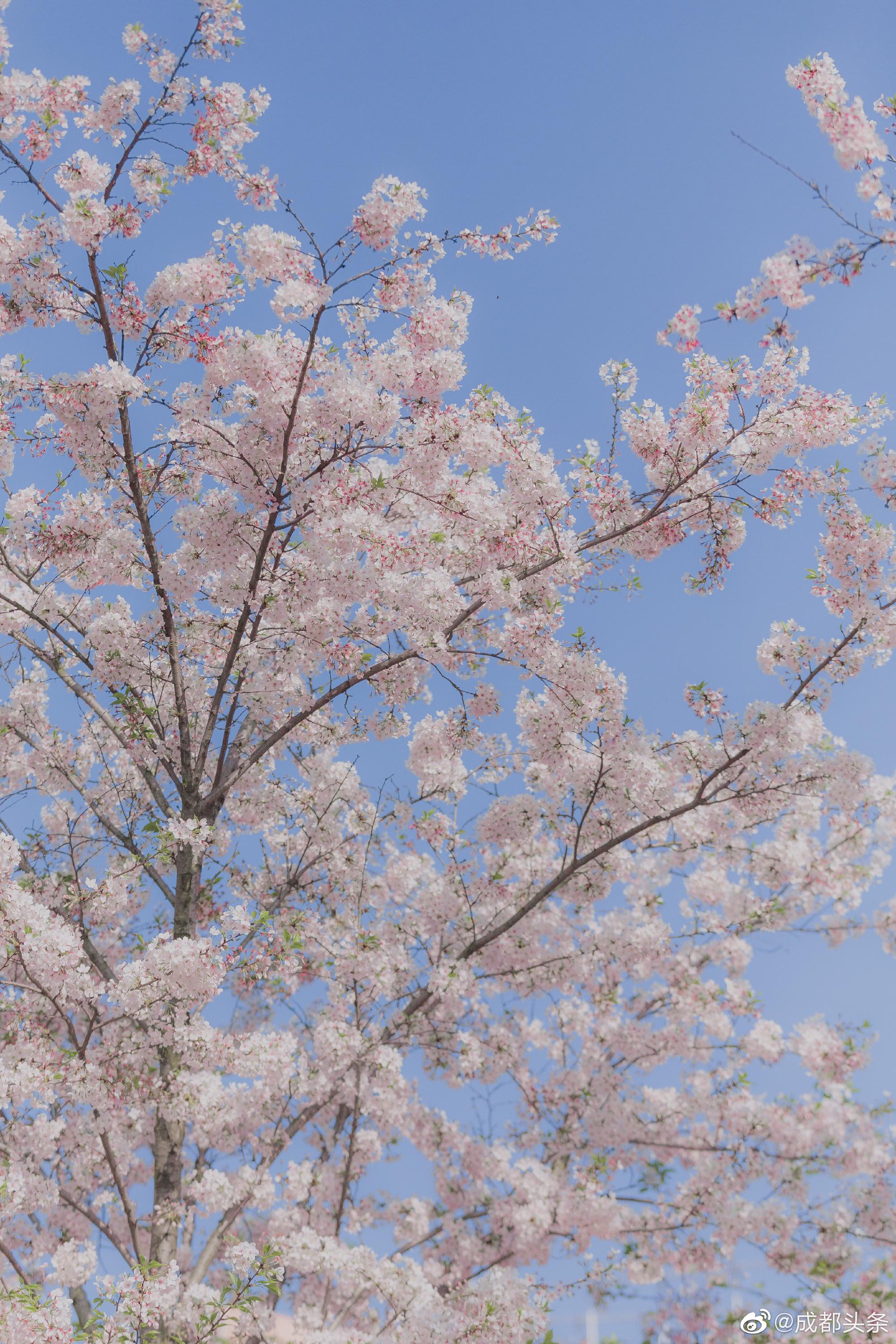 成都的樱花也开了,晴空下,蓝白粉的温柔,像春天的雪
