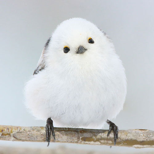 是圆滚滚可可爱爱的小肥啾.心化了 twi: daily_simaenaga__财经头条