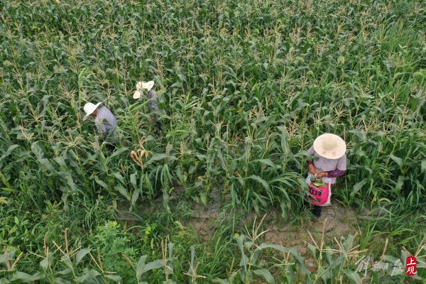 奉贤南桥集体地里玉米成熟村民共享乐开颜