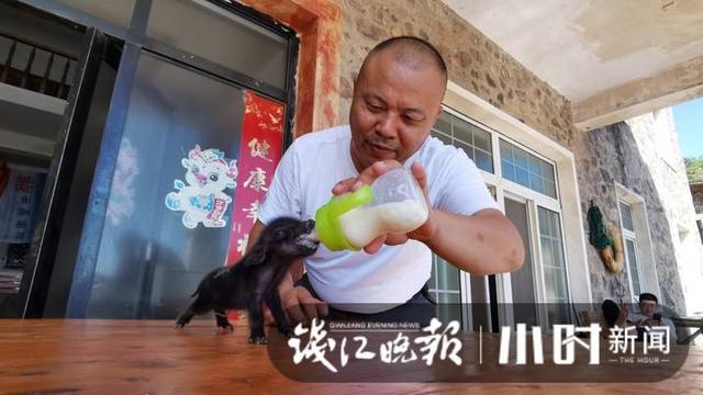 猪妈妈难产留下女宝，岛主当起“妈妈”，并向小时新闻读者为“丫头”有奖征名