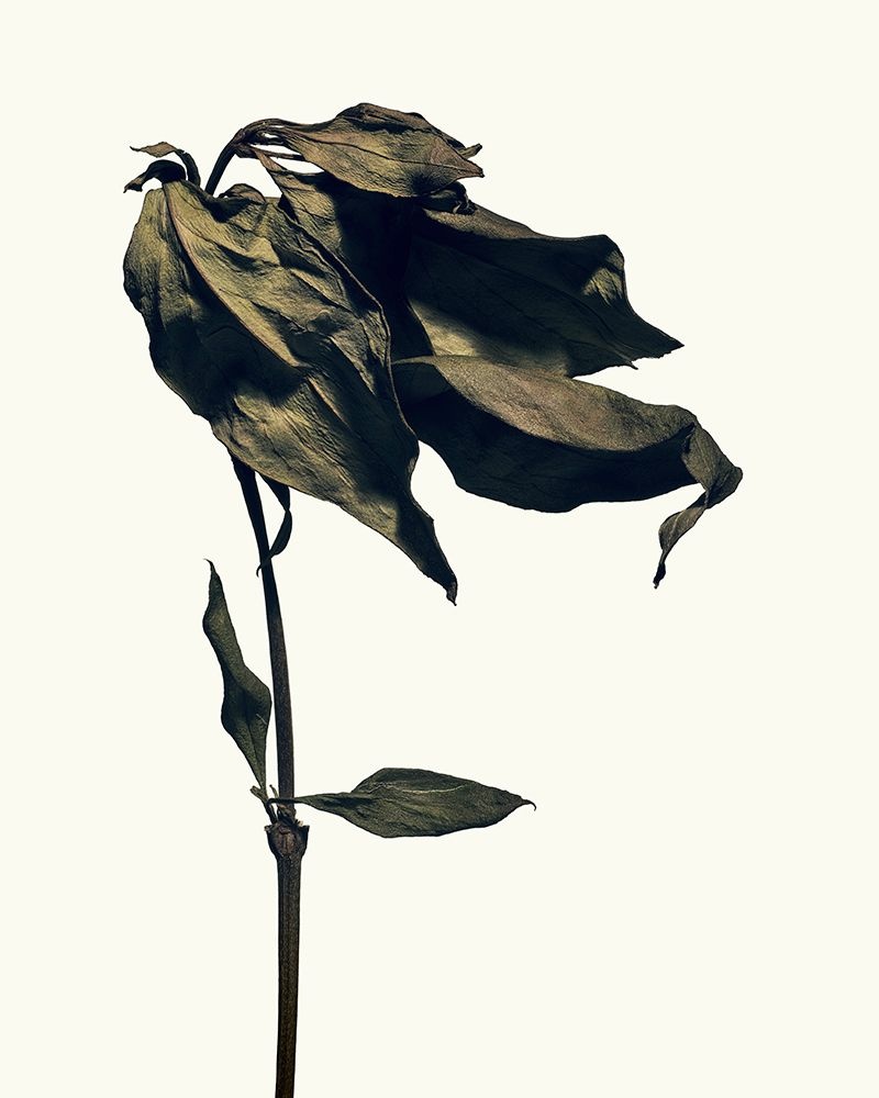 枯萎之美摄影人isamusawa