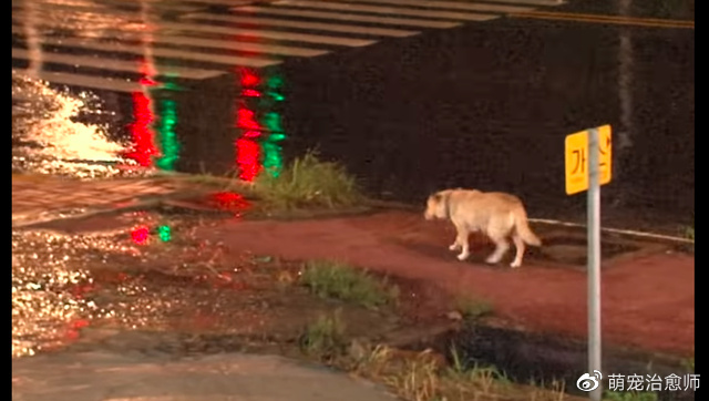 小狗掉进了排水沟，素不相识的狗妈想救它，却因都怕人而错过救援休闲区蓝鸢梦想 - Www.slyday.coM