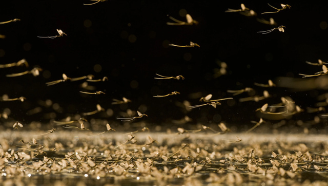 铺天盖地!湖南沅江出现大量飞虫,是蜉蝣吗?出现预示着什么?休闲区蓝鸢梦想 - Www.slyday.coM 铺天盖地!湖南沅江出现大量飞虫,是蜉蝣吗?出现预示着什么?休闲区蓝鸢梦想 - Www.slyday.coM