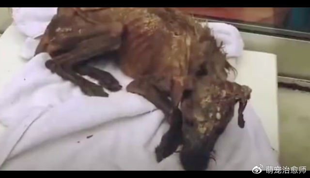 在垃圾堆垂死挣扎数月的狗,没人相信它能活下来,看到最后我哭了休闲区蓝鸢梦想 - Www.slyday.coM 在垃圾堆垂死挣扎数月的狗,没人相信它能活下来,看到最后我哭了休闲区蓝鸢梦想 - Www.slyday.coM