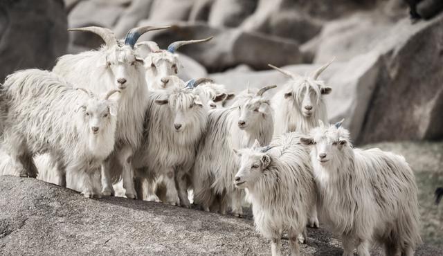 羊绒衫羊毛衫都差不多山羊你礼貌吗