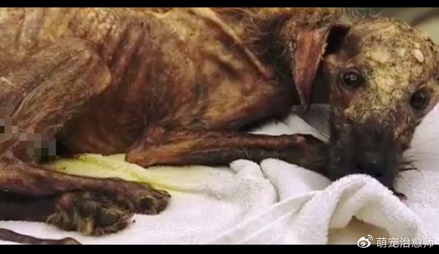 在垃圾堆垂死挣扎数月的狗,没人相信它能活下来,看到最后我哭了休闲区蓝鸢梦想 - Www.slyday.coM 在垃圾堆垂死挣扎数月的狗,没人相信它能活下来,看到最后我哭了休闲区蓝鸢梦想 - Www.slyday.coM