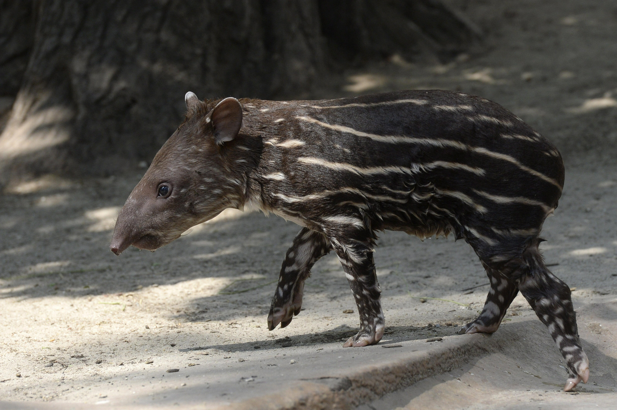 (外代二线)新生的貘|匈牙利|布达佩斯|动物园_新浪新闻
