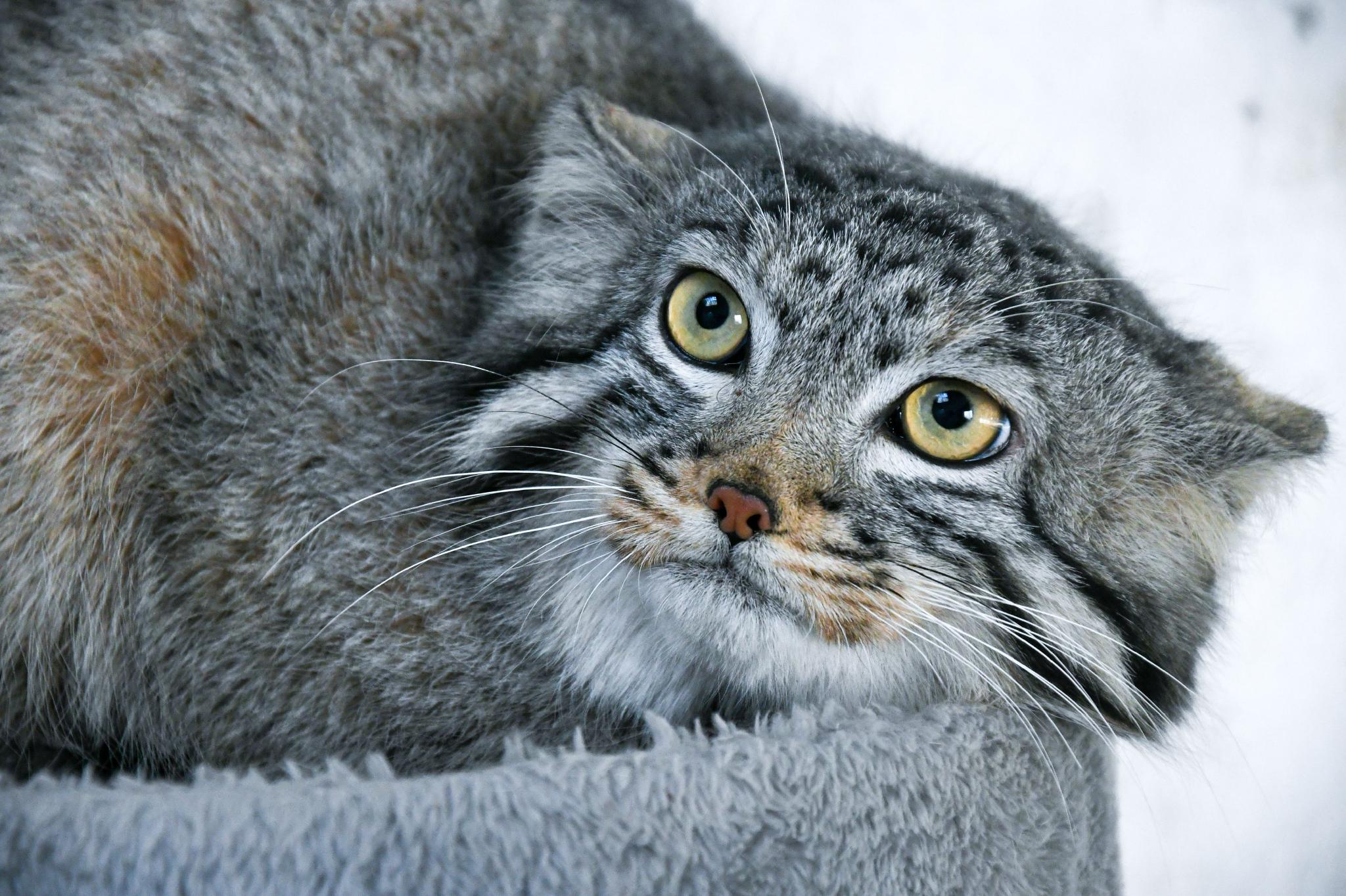 我国首次实现兔狲人工繁育成活|西宁|大娘|动物园_新浪新闻