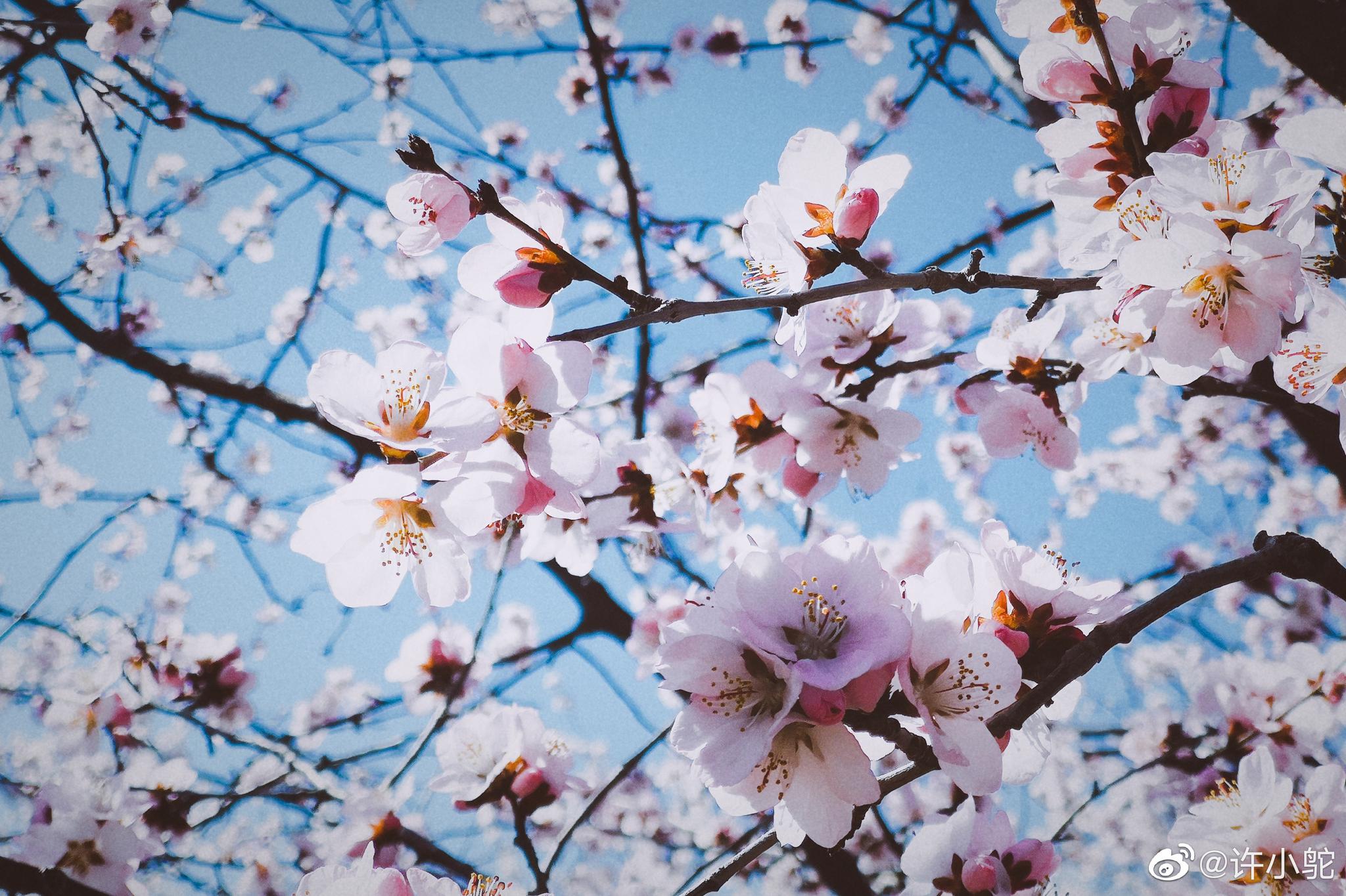 春风桃李花开日