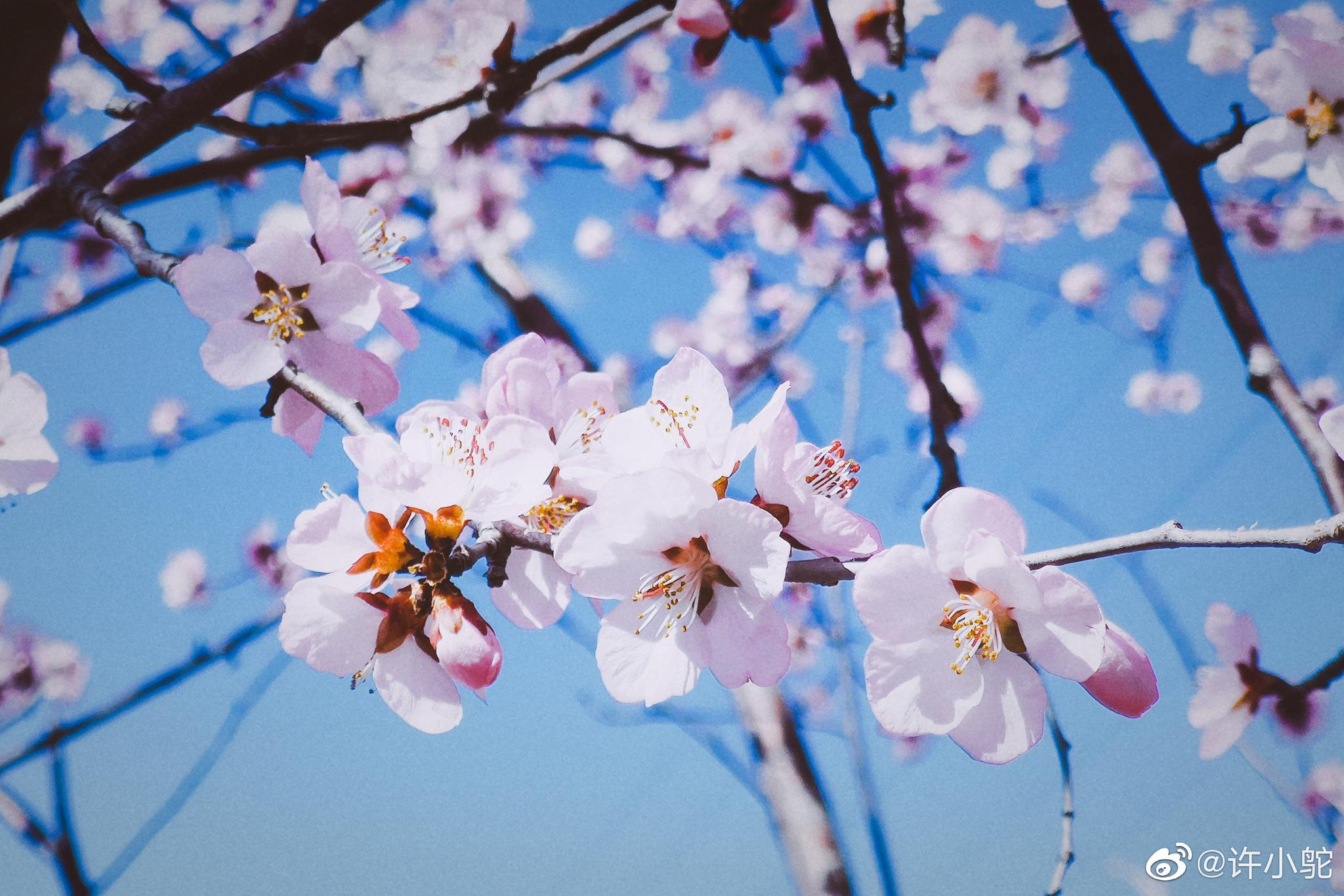 春风桃李花开日