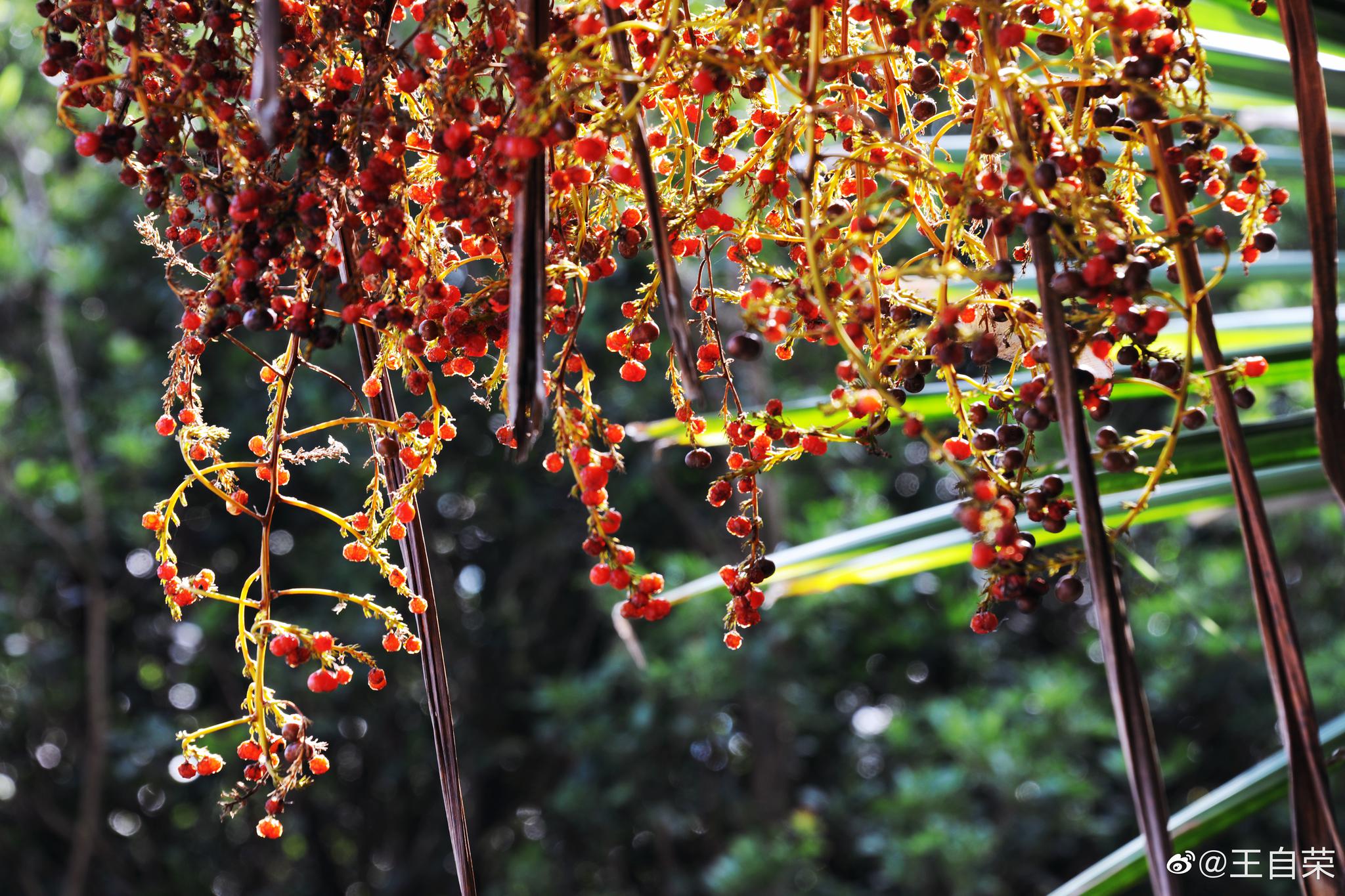 临沧西门公园外,龙血树的果(不能吃),娇艳欲滴.