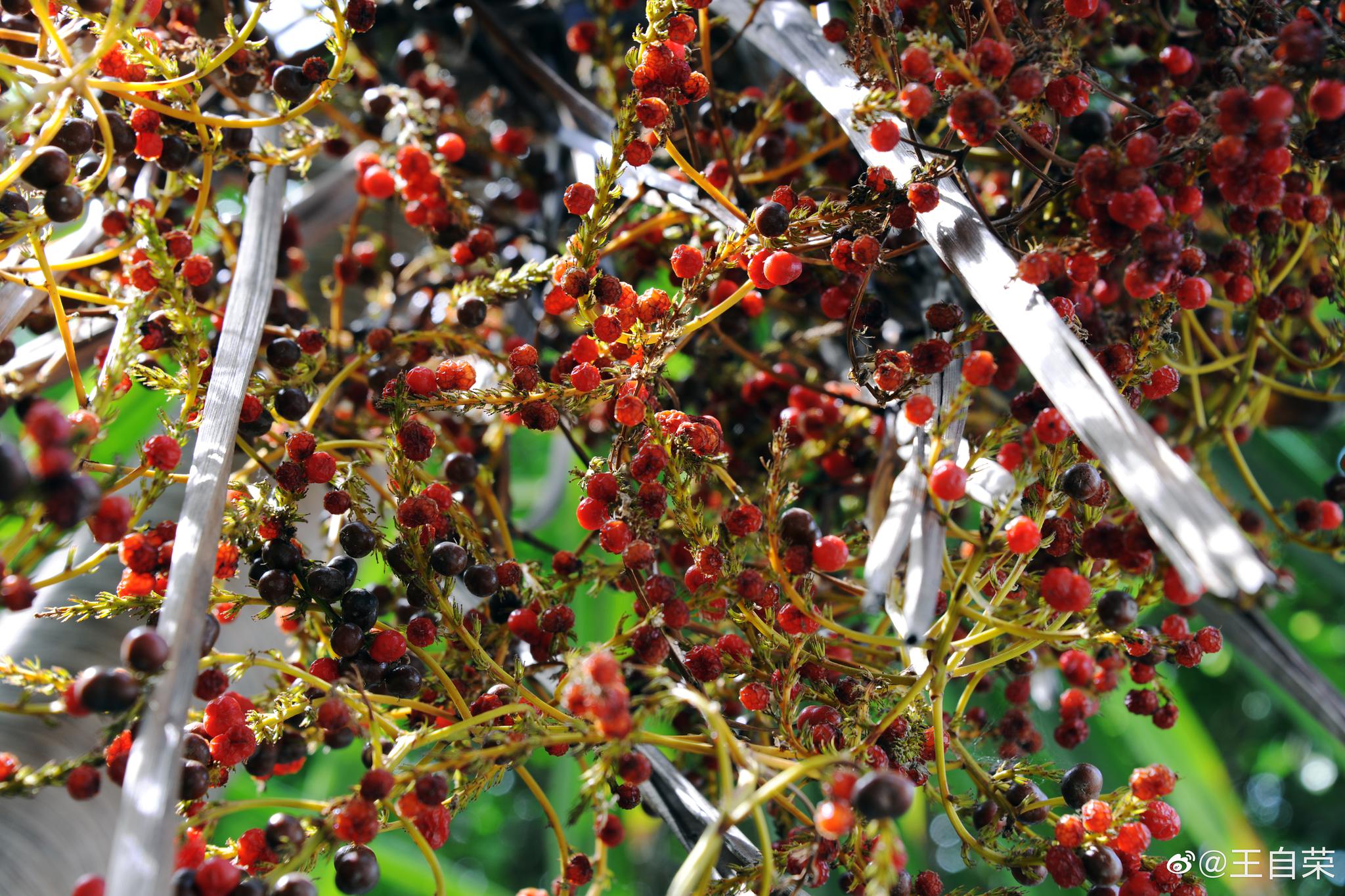 临沧西门公园外,龙血树的果(不能吃),娇艳欲滴.