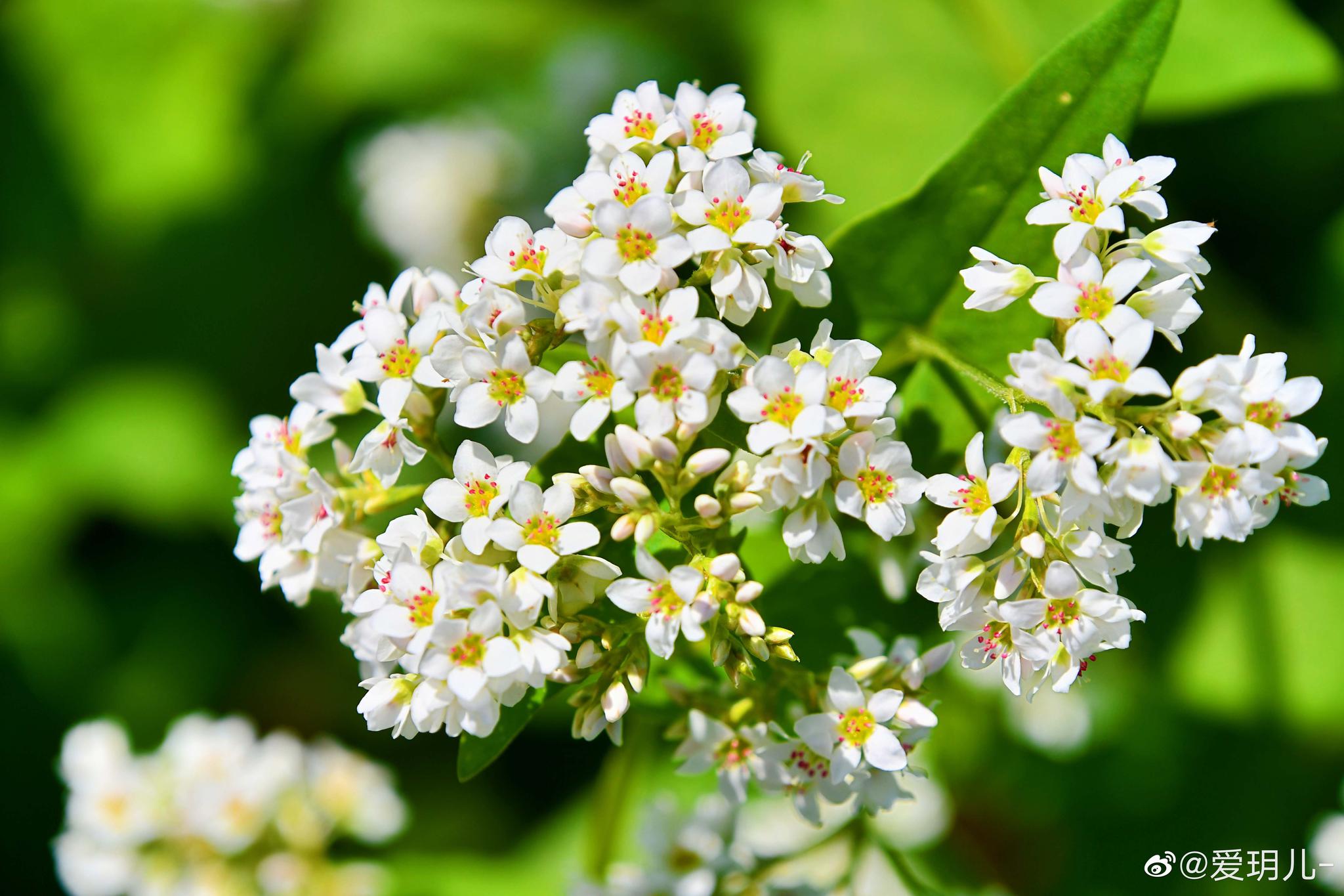 洁白淡雅的荞麦花蓝天白云下的荞麦地