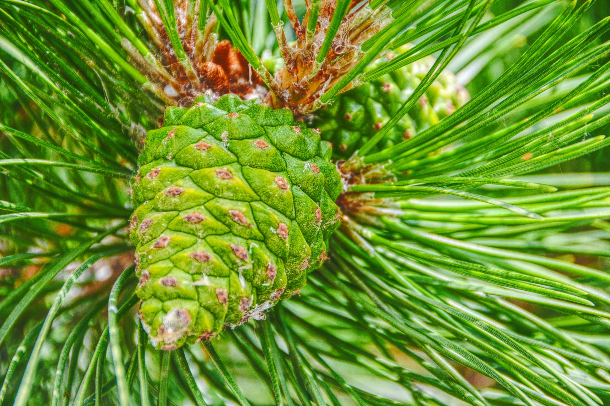 马尾松青涩果实原创拍摄